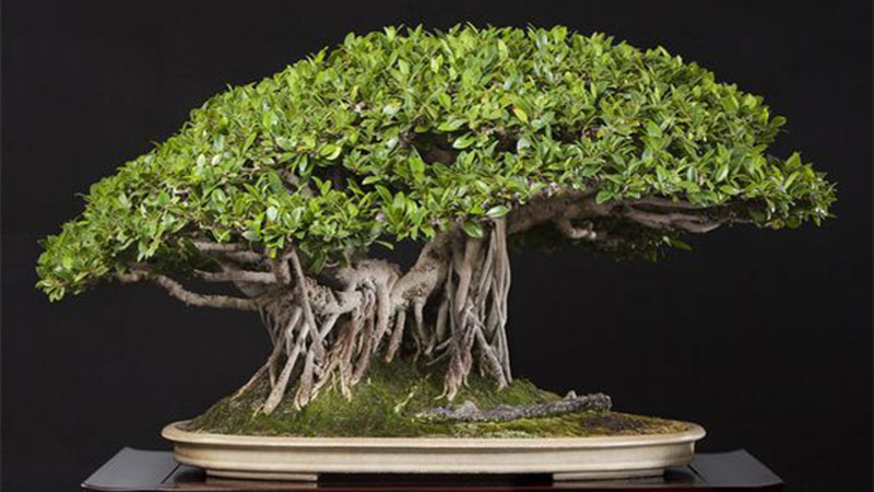 Làm cây bonsai