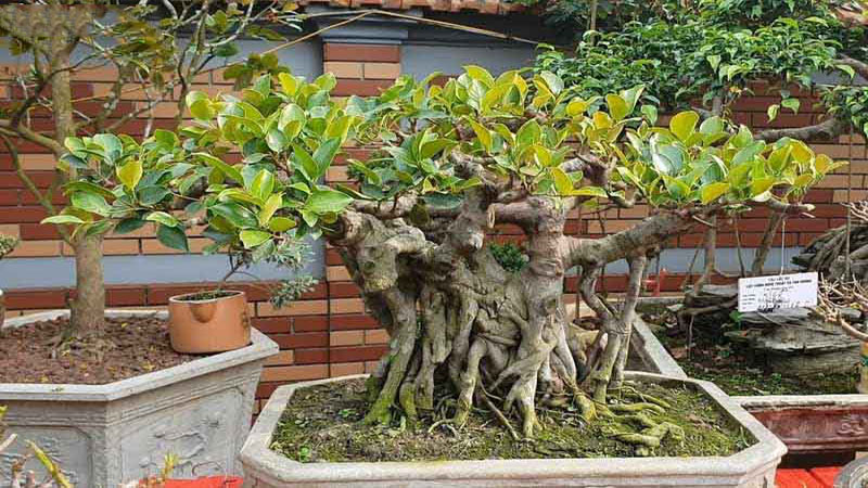Cây si bonsai làm đẹp ngày Tết