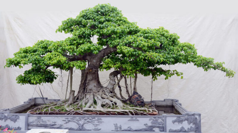 Mỗi cây bonsai đều có một hình dáng khác nhau