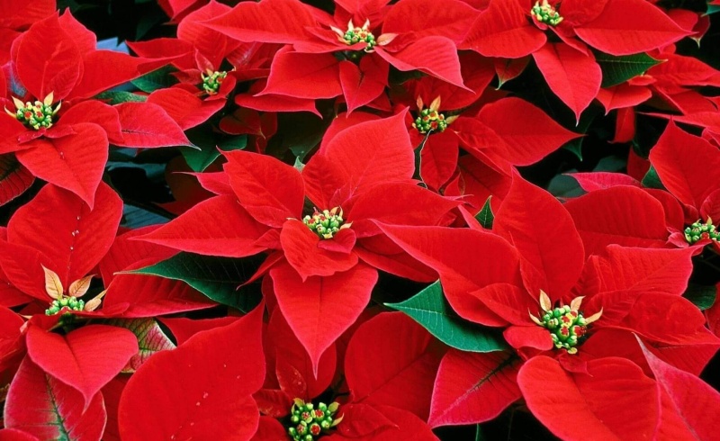 Nền Giáng Sinh Với Hình Nền Hoa Trạng Nguyên Màu đỏ Linh Sam Và Lá Nhựa  Ruồi | Nhiếp Ảnh JPG Tải xuống miễn phí - Pikbest
