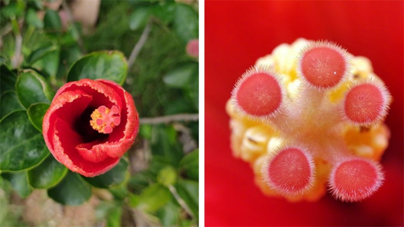 Khám phá từng chi tiết của sự vật với camera macro của Mi 11 5G 