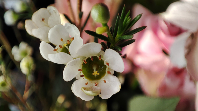 Camera macro 5 MP cho ra những tấm ảnh sắc nét ở cự ly gần