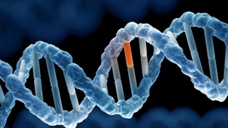 Yếu tố gen và sinh học