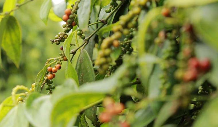 Giá tiêu hôm nay 26/1/2022: Tăng tiếp tục, dao động 80.500 - 83.000 đồng/kg