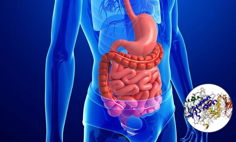 What are digestive enzymes? Uses and roles for health