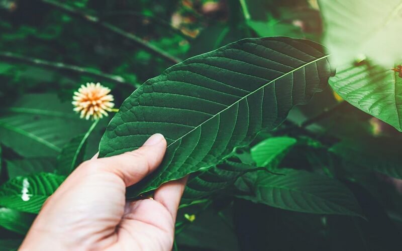 Lá Kratom chứa các hoạt chất kích thích và giảm đau có lợi