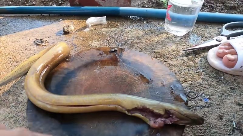 Sơ chế và rửa sạch lươn