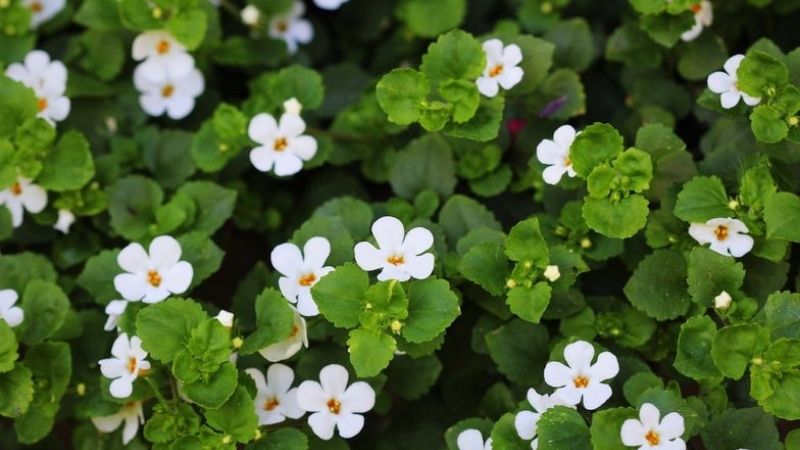 Bacopa monnieri là thảo dược gì? Có công dụng như thế nào?