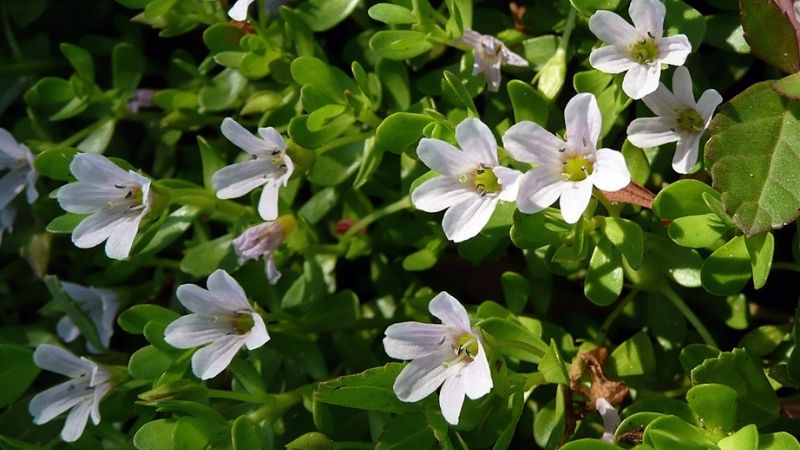 Cơ chế hoạt động của Bacopa monnieri