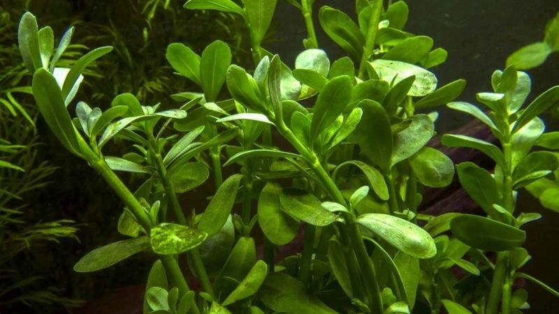 Bacopa monnieri có tác dụng phụ gì?