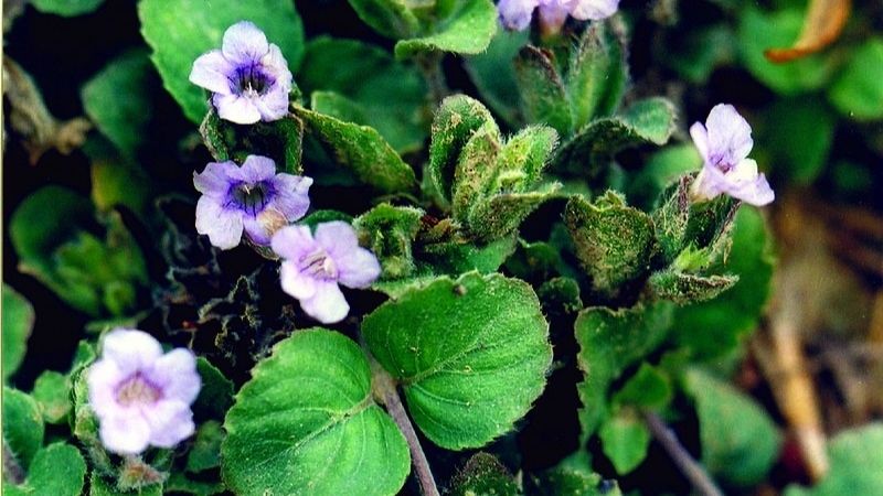 Mức độ an toàn của Bacopa monnieri