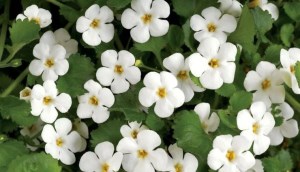 Bacopa monnieri là thảo dược gì? Có công dụng như thế nào?