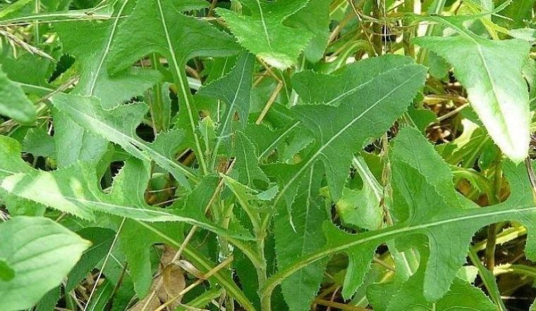 Xà lách hoang dã (rau diếp dại) có tốt cho sức khỏe?