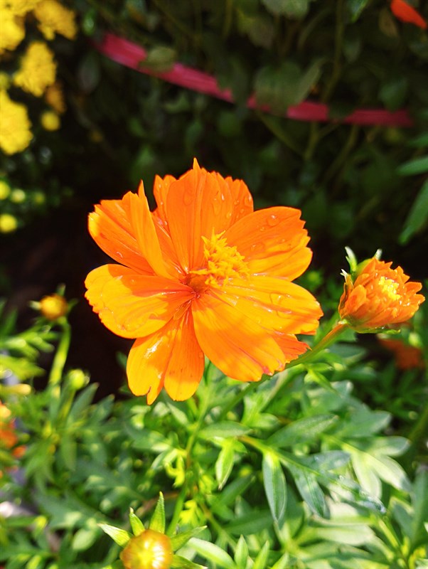 Ảnh chụp macro điều kiện đủ sáng trên Xiaomi Redmi Note 11.