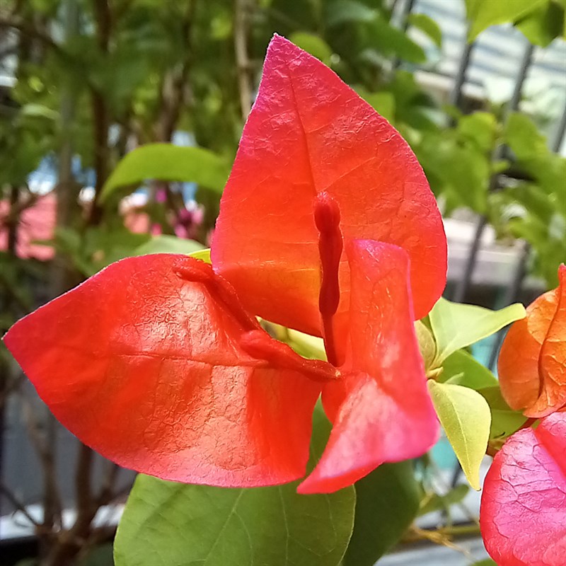 Ảnh chụp bằng camera macro của Galaxy A22.