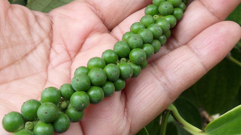 Giá tiêu thế giới