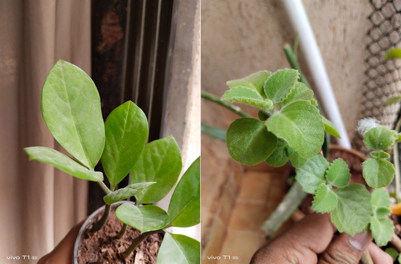 Vivo T1 5G Vivo T1 5G