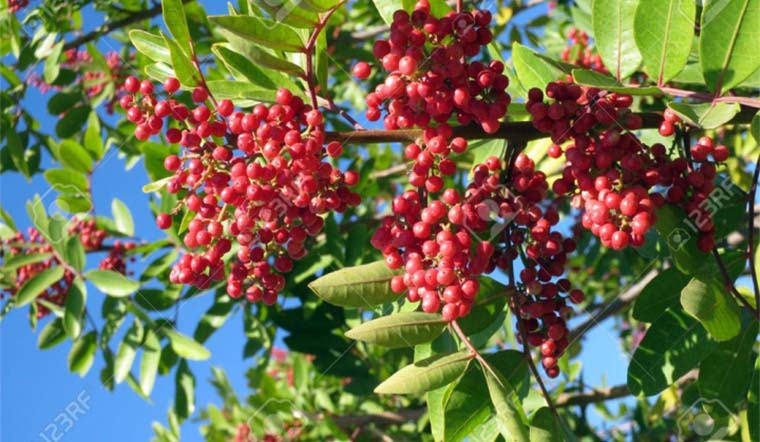 Giá tiêu hôm nay 7/2/2022: Kết thúc tuần nghỉ Tết, giá cao nhất 82.500 đồng/kg