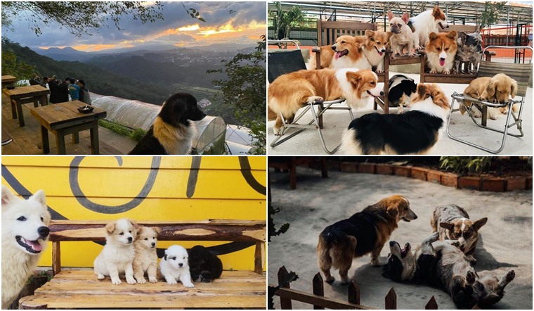 5 quán cà phê có chó mèo được nhiều bạn trẻ yêu thích ở Đà Lạt