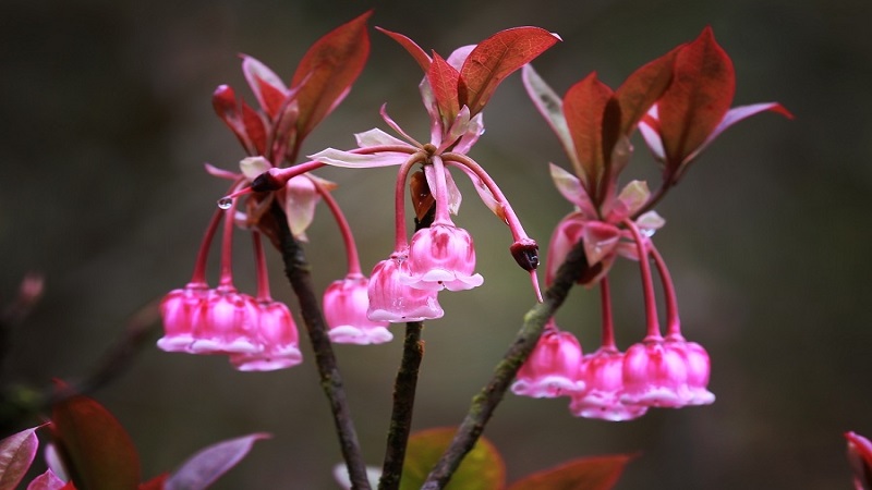 Ý nghĩa của cây hoa đào chuông Yên Tử