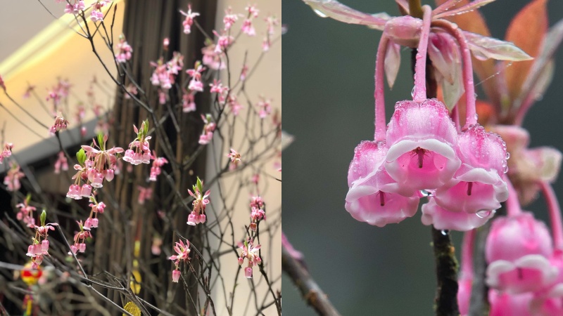 Cách chăm sóc cây hoa đào chuông Yên Tử