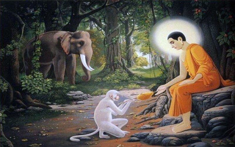 Con khỉ màu trắng đến cúng dường Đức Phật khi ngài chưa chứng đạo