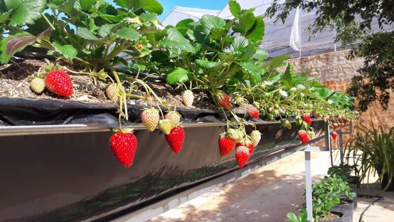Vườn dâu Phước Lộc còn trồng giống cà chua bi, bán mứt dâu nhà làm nữa