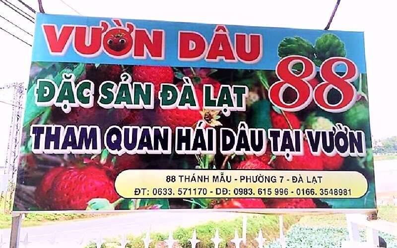 Vườn dâu 88 luôn khiến nhiều du khách yêu thích và nhớ mãi không quên