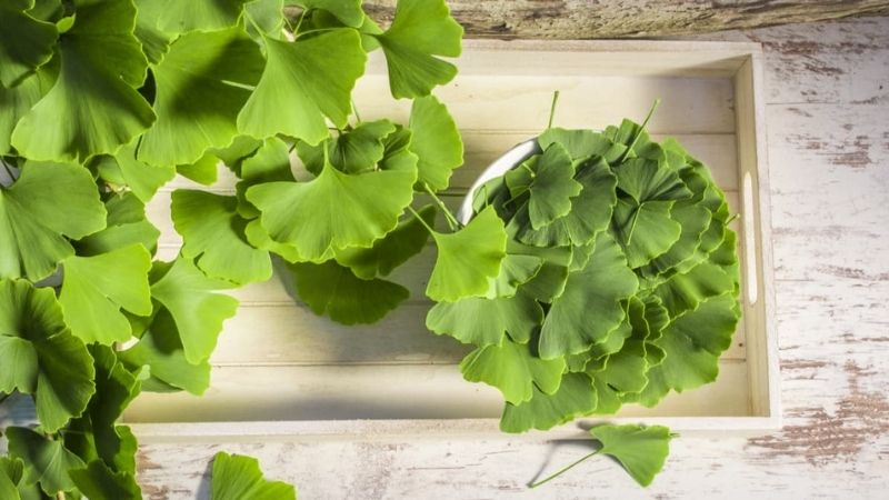 What is Ginkgo biloba extract in cosmetics?