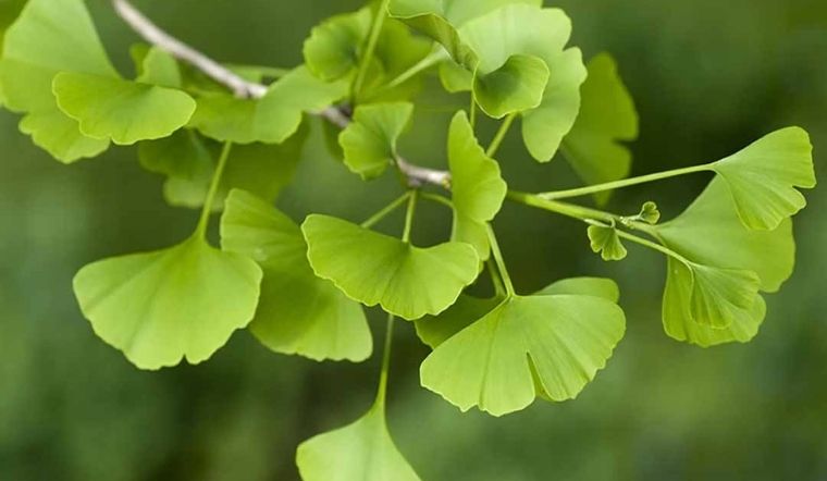 Chiết xuất lá bạch quả (Ginkgo biloba extract) là gì trong mỹ phẩm?