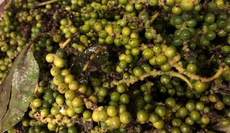 Giá tiêu hôm nay 10/2/2022: Tăng ngày thứ 2, dao động 81.000 - 84.000 đồng/kg