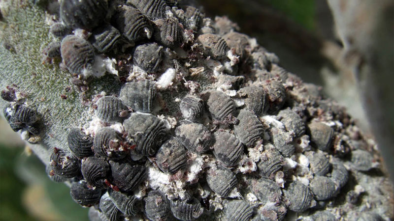Rệp son Cochineal