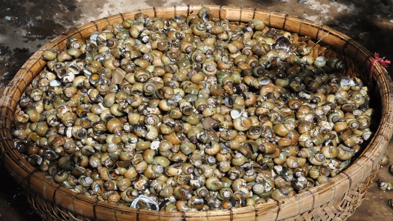 How much does rice snail cost? Where to buy?
