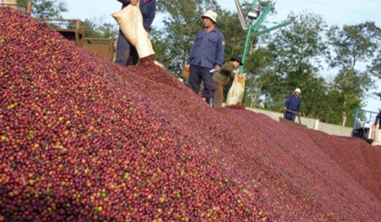 Giá tiêu hôm nay 11/2: Tiếp tục tăng ngày thứ 3, cao nhất 84.500 đồng/kg