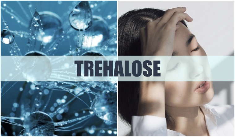 Trehalose là gì? Được thêm vào mỹ phẩm để làm gì?