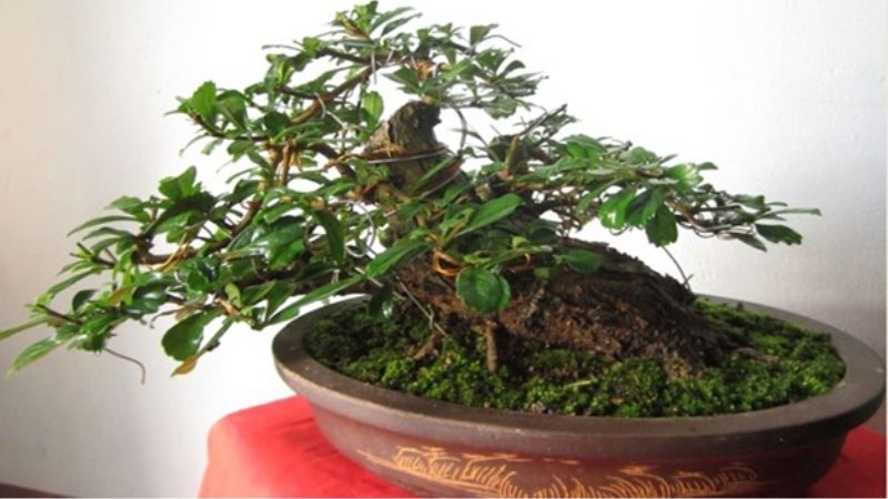 Cây trà Phúc Kiến bonsai dùng để trưng bày