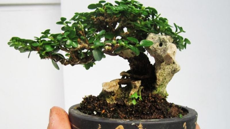 Chậu bonsai cây trà Phúc Kiến nhỏ để đặt ở bàn làm việc