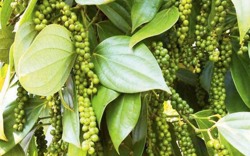 Giá tiêu hôm nay 17/2/2022 trong nước Giá tiêu hôm nay 17/2/2022 trong nước