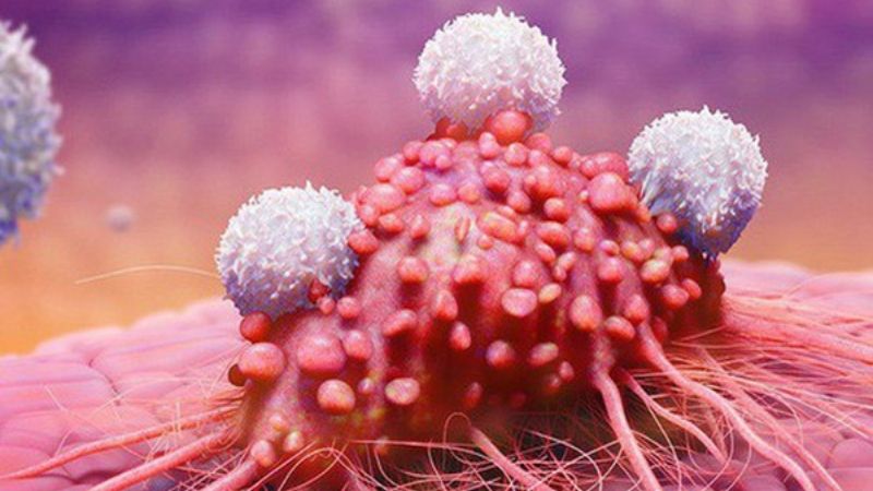Tỏi đen có thể khiến những tế bào gây ung thư dạ dày, ruột kết và bạch cầu bắt đầu chết dần do bị suy giảm sự phát triển