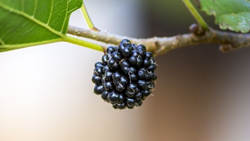 Silkberry is a cluster of small berries stuck together