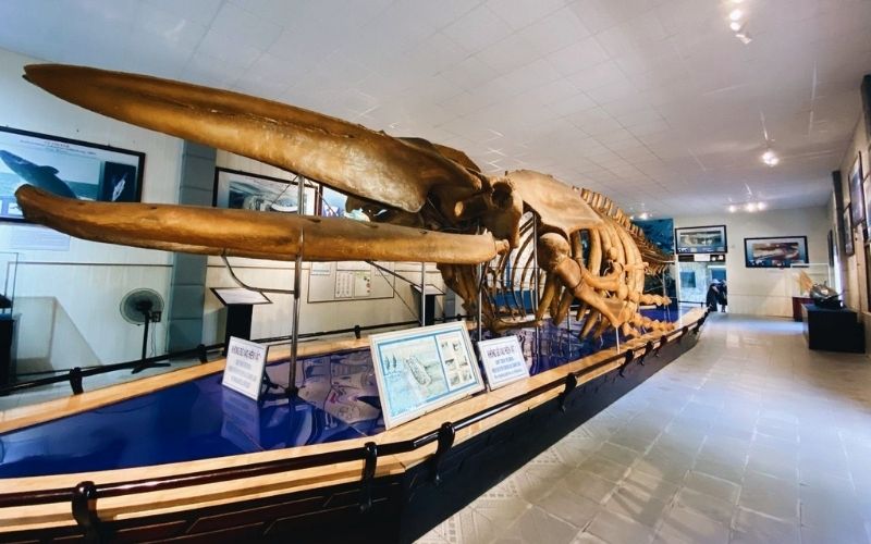 Hóa thạch xương cá voi khổng lồ tại Viện Hải dương học Nha Trang