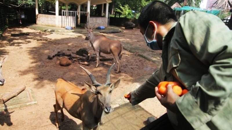 Quan sát cho thú dữ ăn