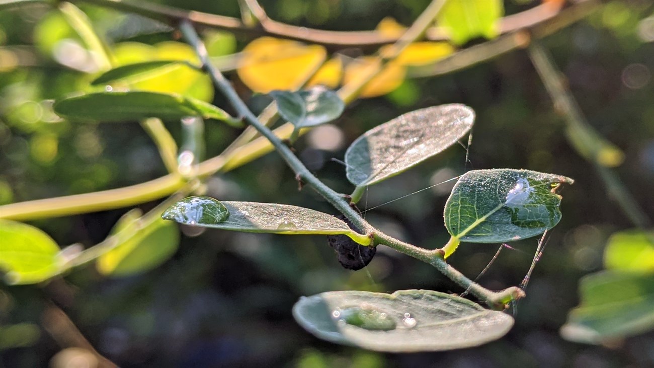 Ảnh chụp cận cảnh bằng camera của Galaxy S22+