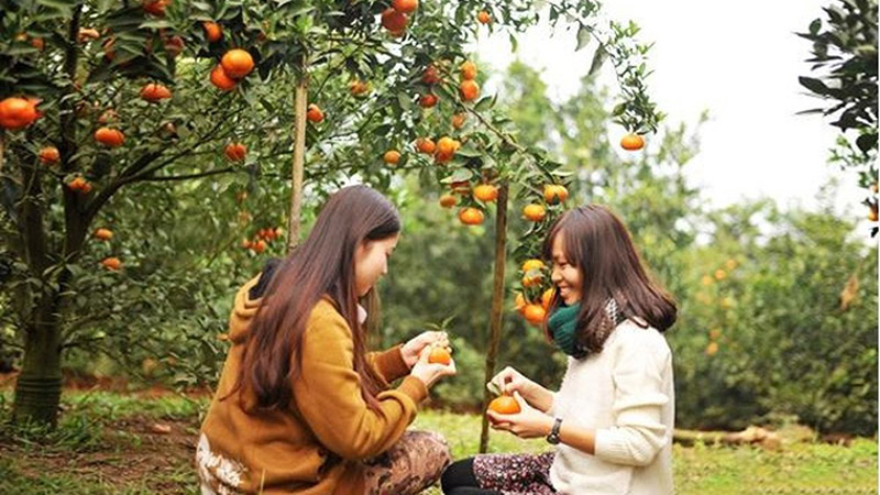 Tự hái trái cây và thưởng thức tại vườn trái cây Trung An