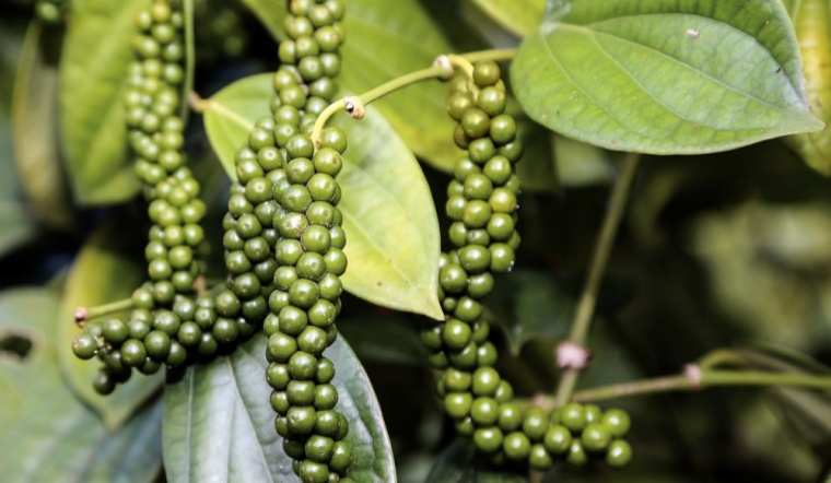 Giá tiêu hôm nay 22/2/2022: Đi ngang, dao động 81.500 - 85.00 đồng/kg