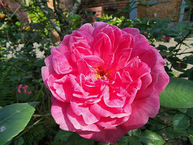 Ảnh chụp macro bằng camera của Galaxy S22 Ultra