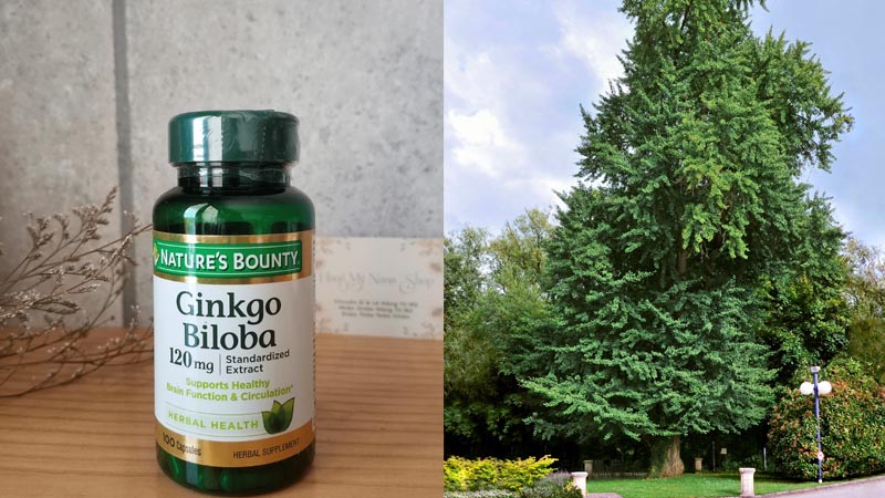 Thuốc bổ não Ginkgo Biloba