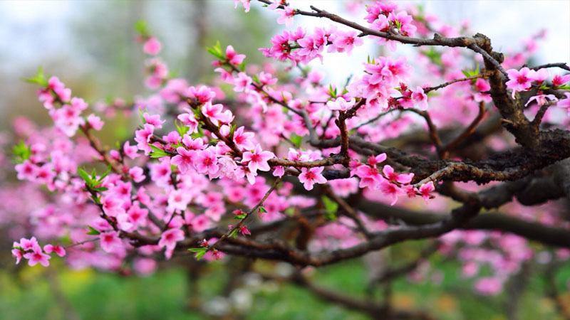 Peach blossoms