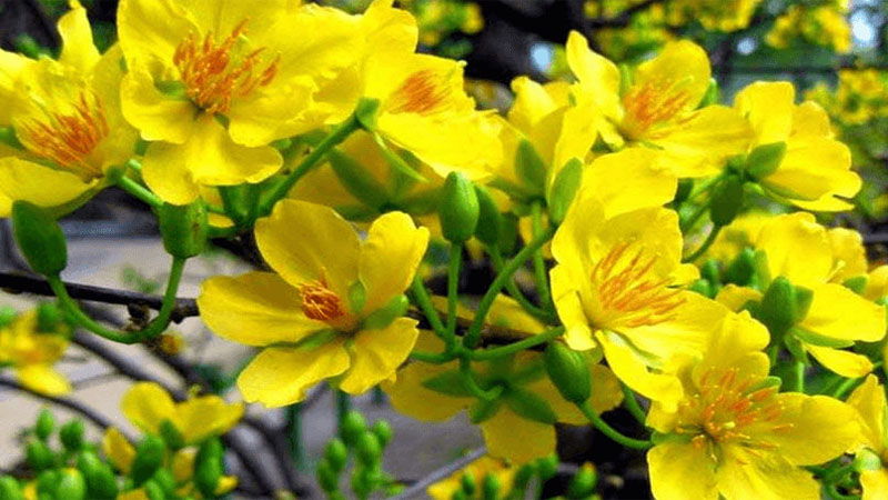 Apricot blossoms