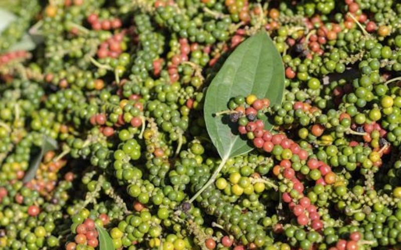 Giá tiêu thế giới Giá tiêu thế giới